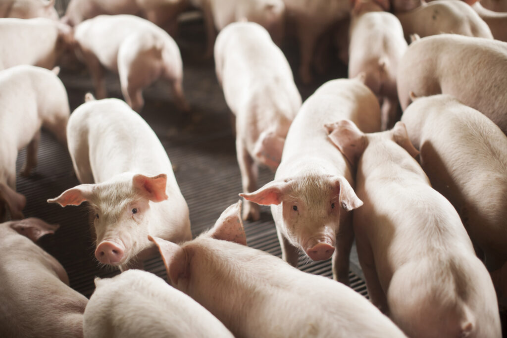 SC bate recorde com embarque de 55,7 mil toneladas de carne suína em janeiro