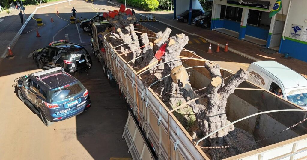 Equipes de vigilância e repressão da Receita Federal em Dionísio Cerqueira apreenderam, em ação conjunta com o BPFron, em Santo Antônio do Sudoeste, seis oliveiras centenárias