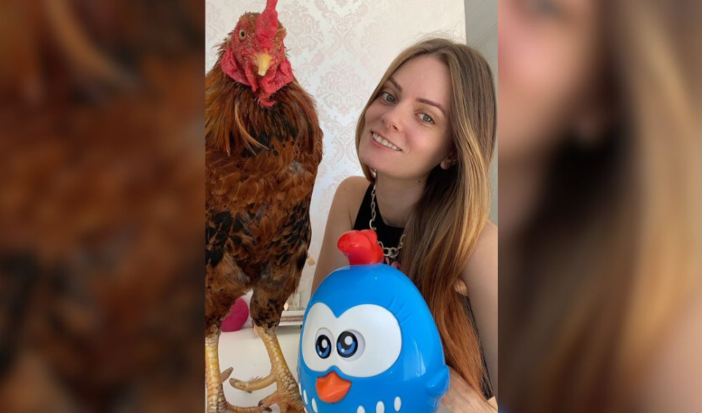 Estudante de biomedicina de Chapecó tem galo de estimação em casa